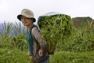 Hmong transportiert Gemüse ins Tal, Laos