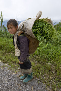 Hmong transportiert Gemüse ins Tal, Laos