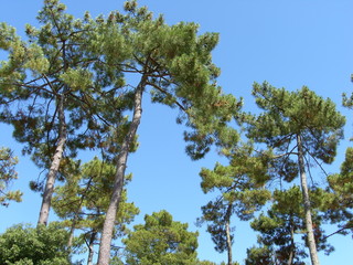 arbre 1