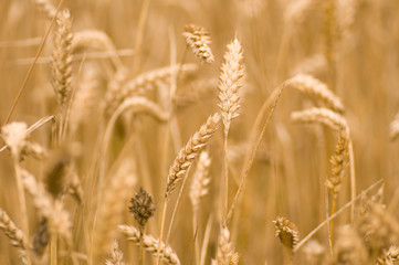 Ears of wheat ready for harvest