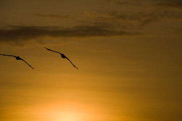 a pair of pelikans flying into the sunset