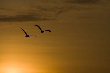 Fototapeta premium a pair of pelikans flying into the sunset