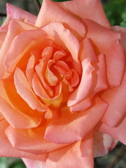 Orange Rose