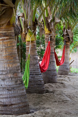 a row of palm trees in the sand with hammocks