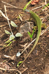 small wildlife lizard