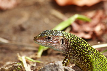 small wildlife lizard
