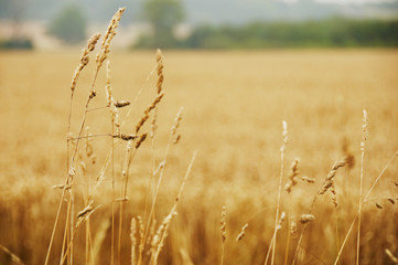 Ears of wheat ready for harvest