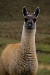 Obraz premium alpaca baby