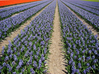Blue flowers field