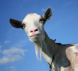 Goat