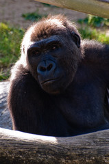 Top part of a full grown gorilla in the zoo