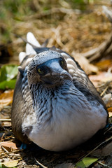 a blue-footed boobie peering at the camera