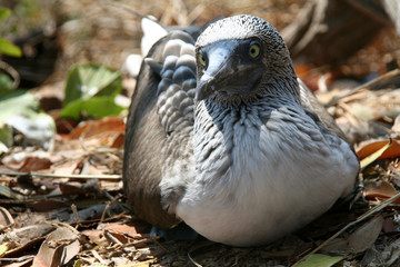 close up of a blue footed boobie in the wild