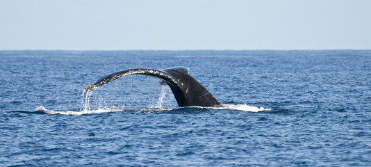 Queue de baleine