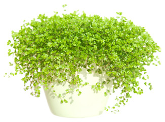 Naklejka premium nertera (coral bead plant)