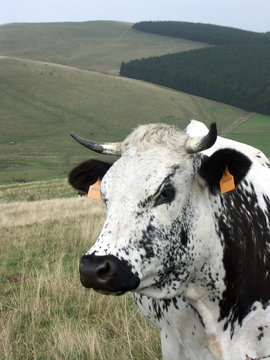 Le portrait d'une vache vosgienne