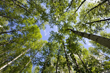 Sight from the bottom of deep forest, Russia, South Ural
