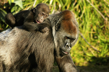 mother and baby western lowland gorillas