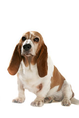 big basset hound with short legs and long ears