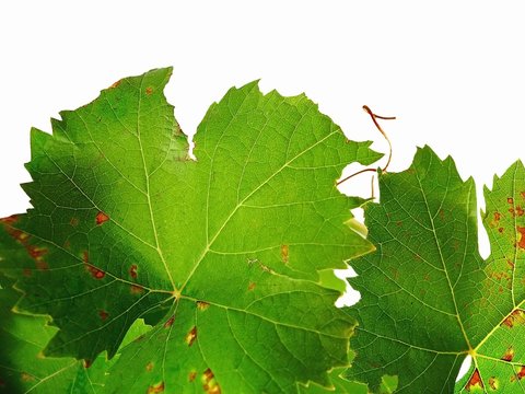 feuilles de vigne
