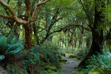 primeval forest on kepler track, fiordland, new zealand - 9480819