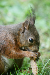 Eichhörnchen