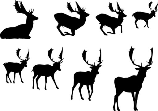 buck deer silhouette, vector collection