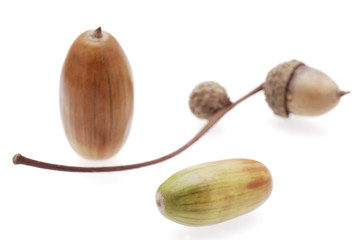 Acorns on a white background