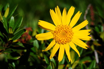 Arnica des montagnes