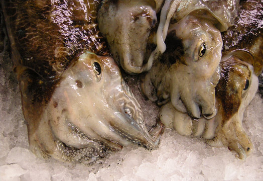Tintenfische