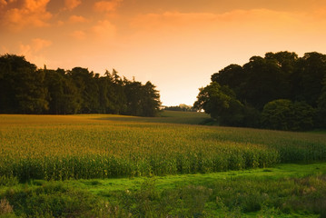 Naklejka premium Sun setting over a cornfield, Shropshire, UK