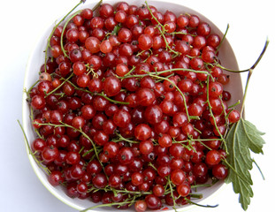 Red currant
