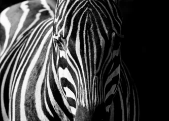 Foto op Plexiglas zebra& 39 s © davy liger