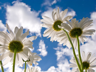 White daisies on blue sky background