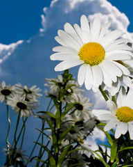 White daisies on blue sky background