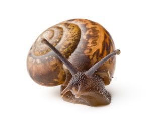 Small garden snail on a white background