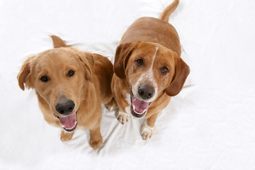 two golden lab dogs looking up; against high key background