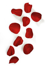 isolated on white rose petals