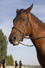 Obraz premium portrait of a bay horse after training on a jumping arena