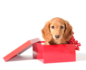 Cute dachshund puppy in a red gift box for Christmas.