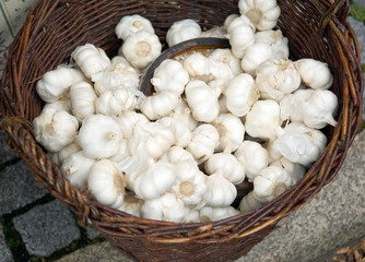 Stilleben – Auf dem Markt, Knoblauch im Korb - Allium sativum