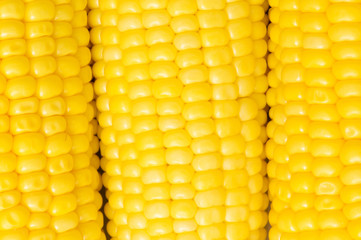 Extreme close up of yellow corn cobs
