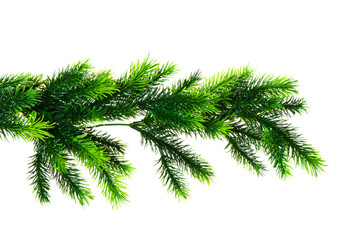Close up of fir tree branch isolated on white