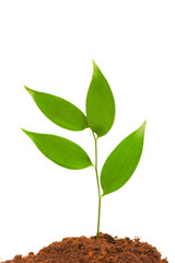 New Life concept with green branch on white