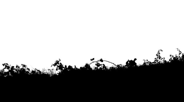 Hedge Row
