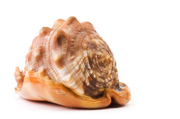 Sea shell isolated