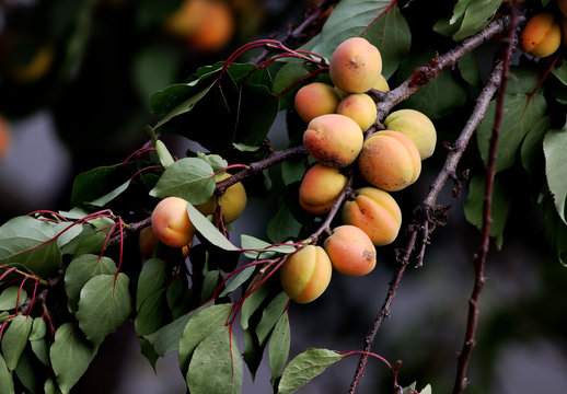 Ripe yellow apricots on the branch of apricot-tree.