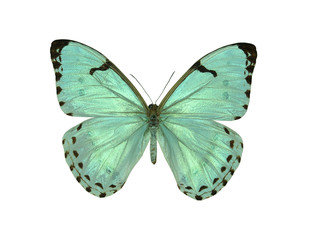 Fototapeta na wymiar butterfly morpho catenarius