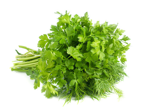 Bunch of fresh green parsley isolated on white