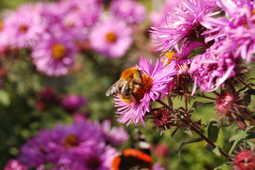 bee on a nice flower